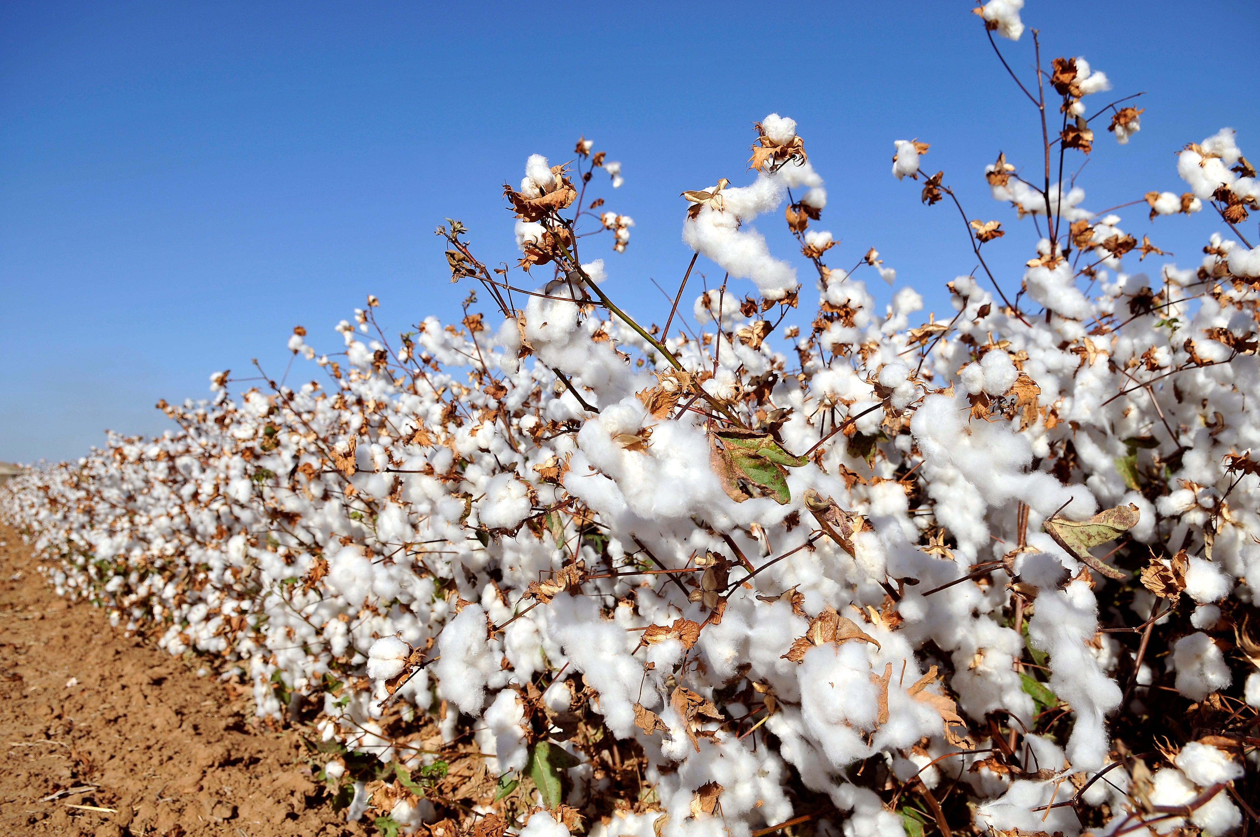 15 Surprising Using Cotton That Not Everyone Knows - Bechanewala